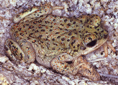 Red Spotted Toad For Sale, Red Spotted Toad For Sale Cheap, Red Spotted Toad For Sale Near Me, Red Spotted Toad For Sale Uk, Red Spotted Toad For Sale Usa, Red Spotted Toad For Sale Canada, Red Spotted Toad For Sale Europe, Baby Red Spotted Toad For Sale